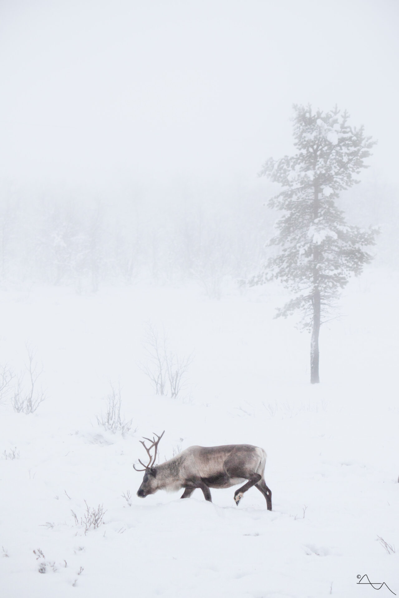 reindeer in snowy landscape