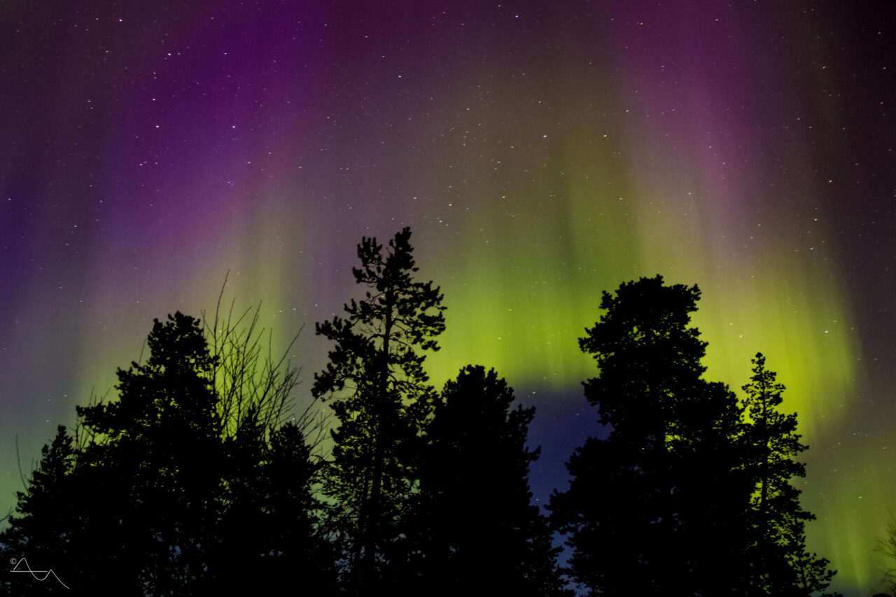 purple green northern lights above treeline