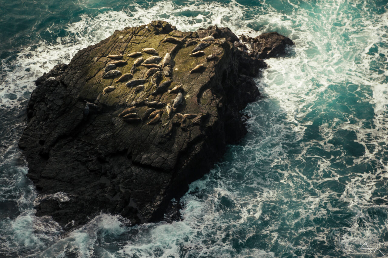 seals sunbathing on a rock in the sea
